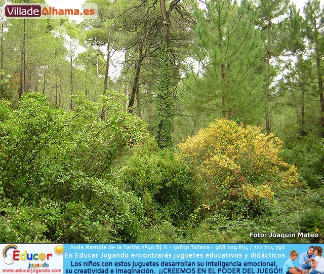 Reportaje fotogr�fico de Sierra Espu�a y Alhama - 15