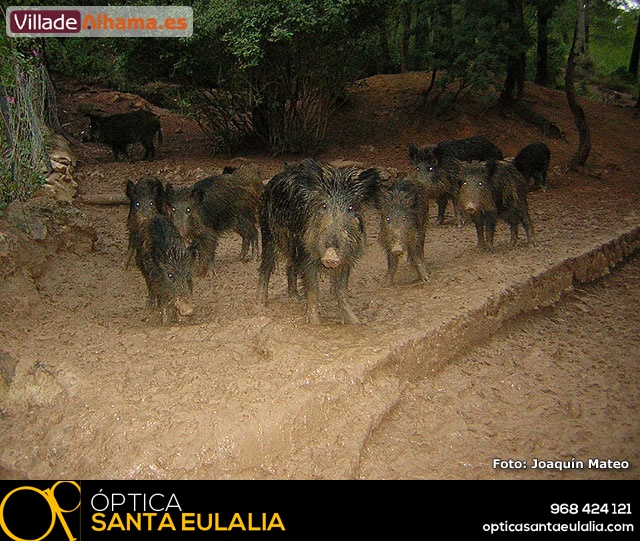 Reportaje fotogr�fico de Sierra Espu�a y Alhama - 37