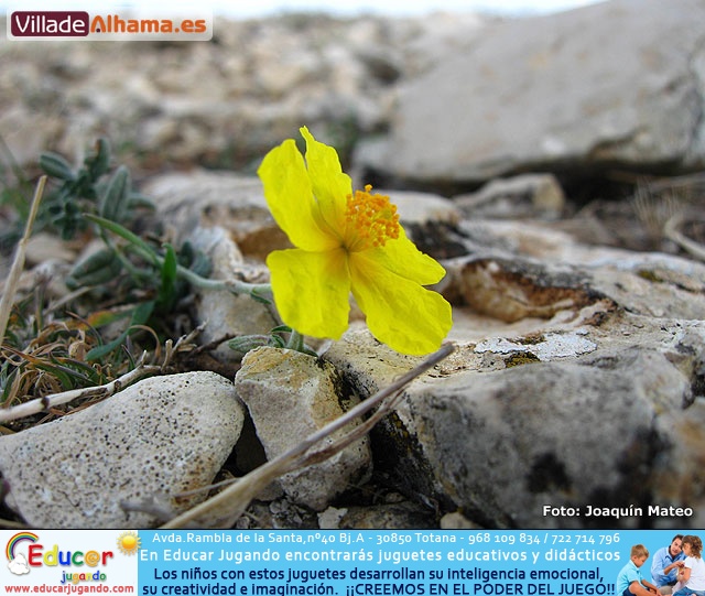 Reportaje fotogr�fico de Sierra Espu�a y Alhama - 54